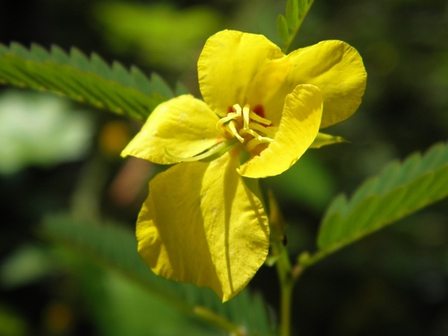 Partridge Pea