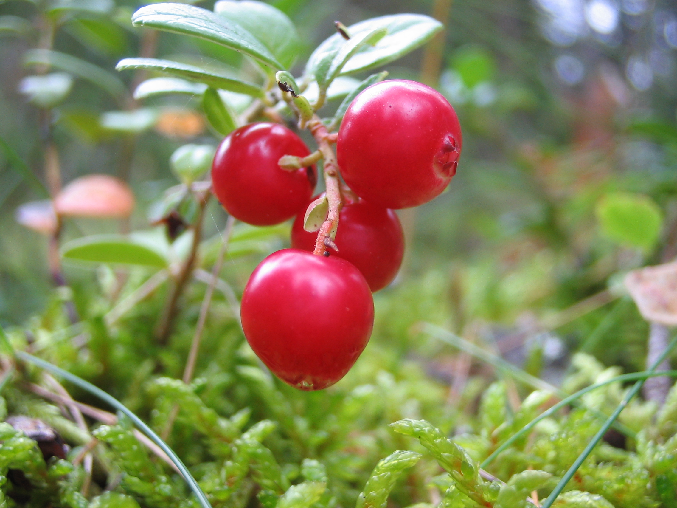 Partridgeberry