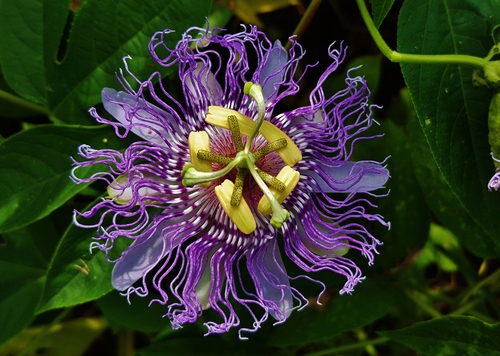 Passionflower