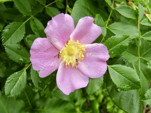 Pasture Rose