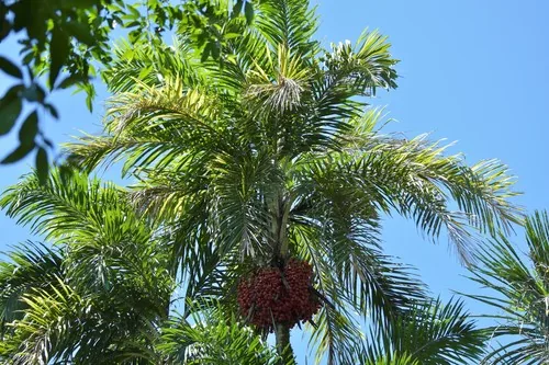 Peach Palm