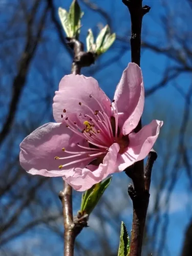 Peach tree