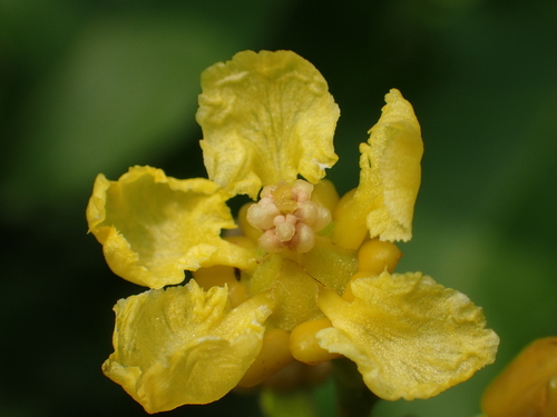 Peanut Butter Fruit Tree