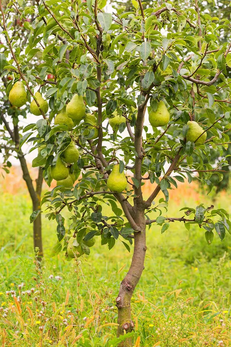 Pear Tree