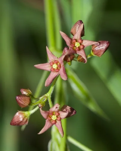 Pentas