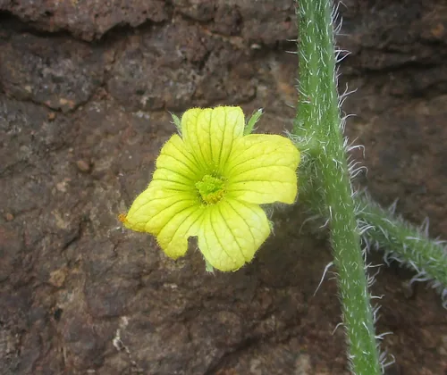 Pepino Melon