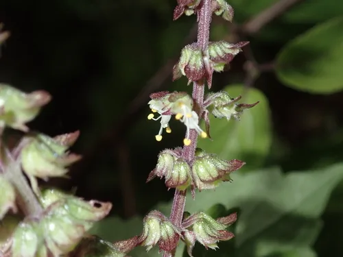 Perennial Basil