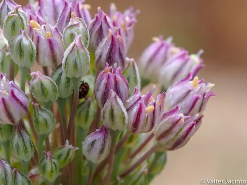 Perennial Leek