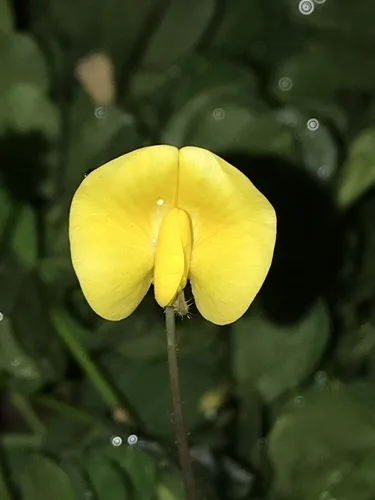 Perennial Peanut