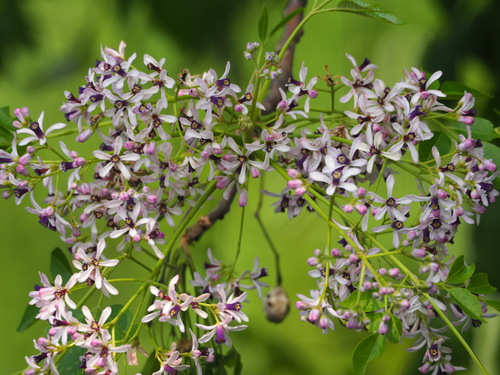 Persian Lilac