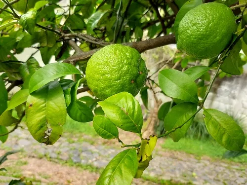 Persian Lime