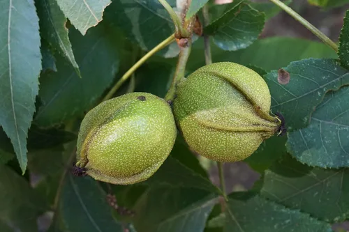 Pignut Hickory