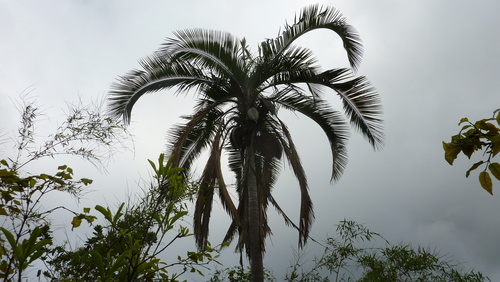 Pindo Palm