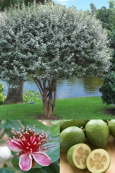 Pineapple Guava