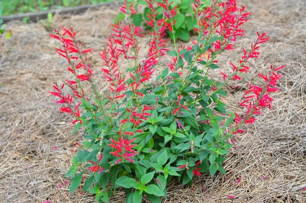 Pineapple Sage