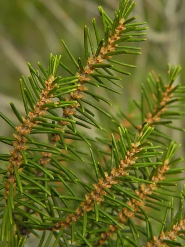 Pineland Heather