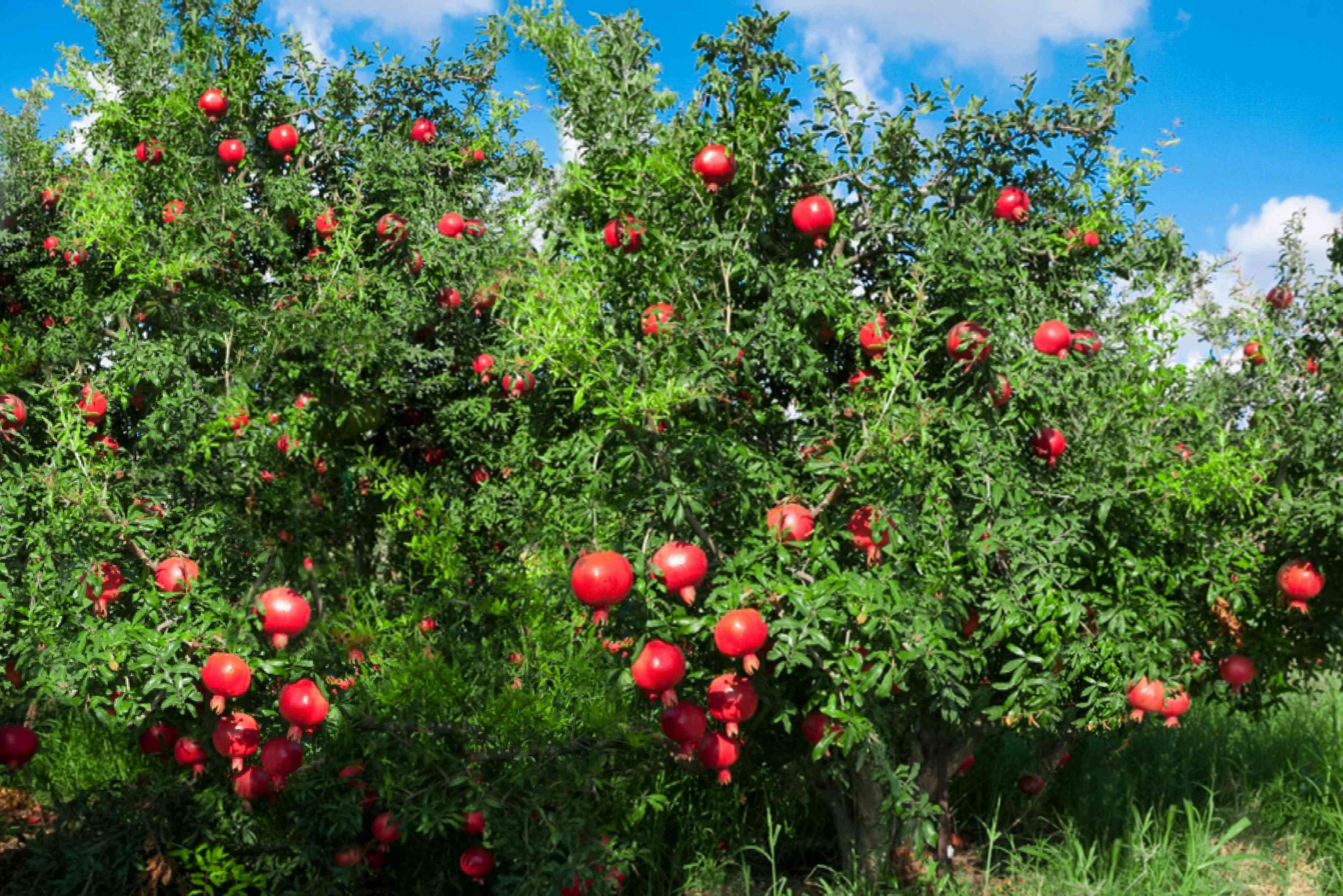 Pomegranate Tree