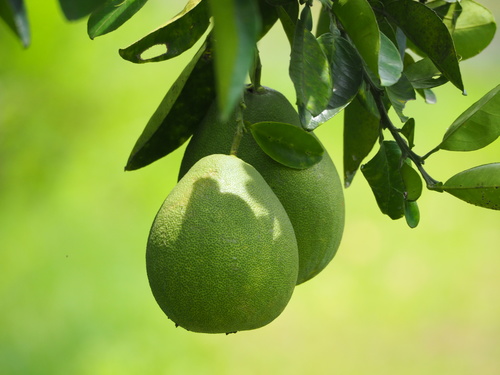 Pomelo