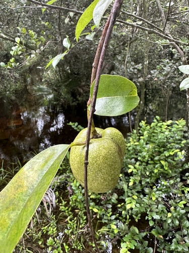 Pond Apple
