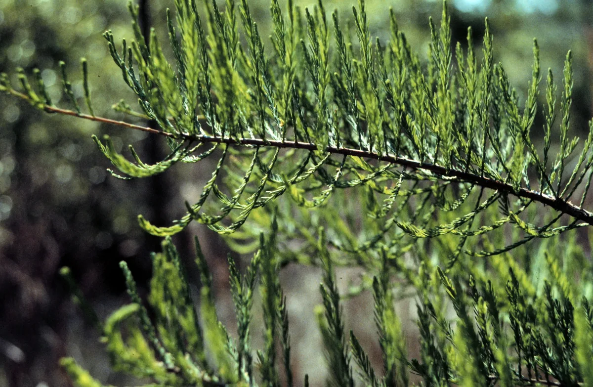 Pond Cypress