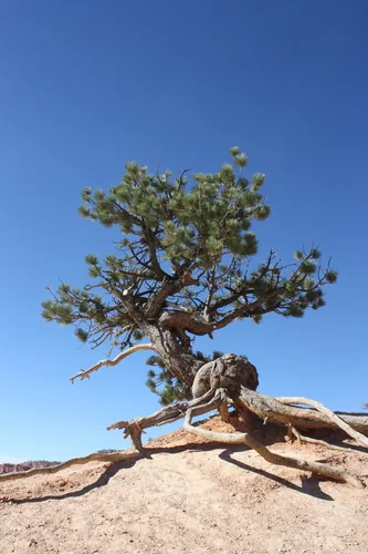 Pond Pine