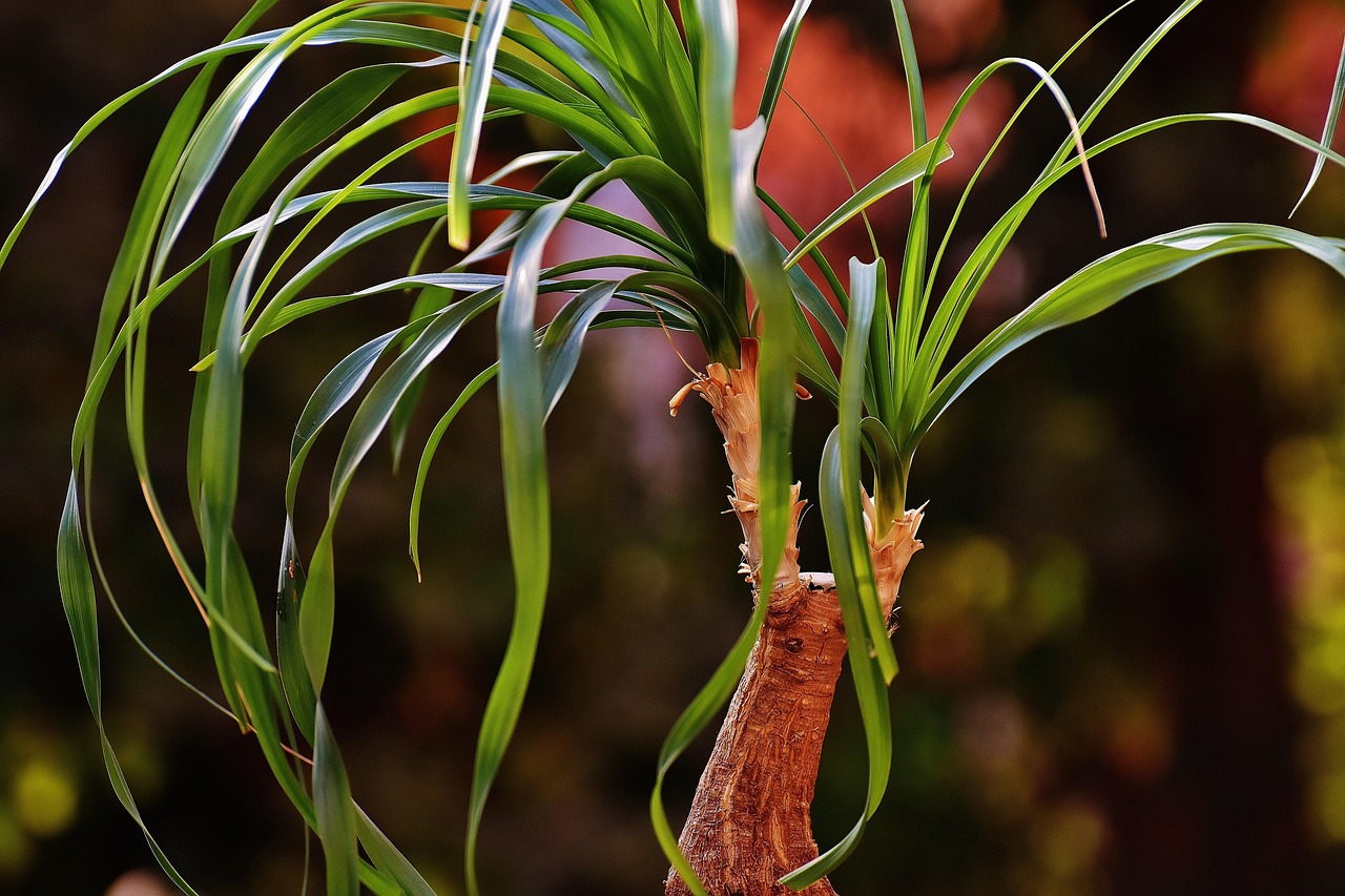 Ponytail Palm