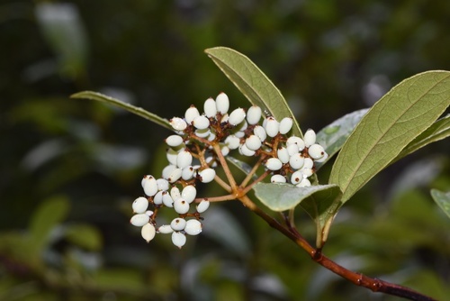 Possumhaw Viburnum