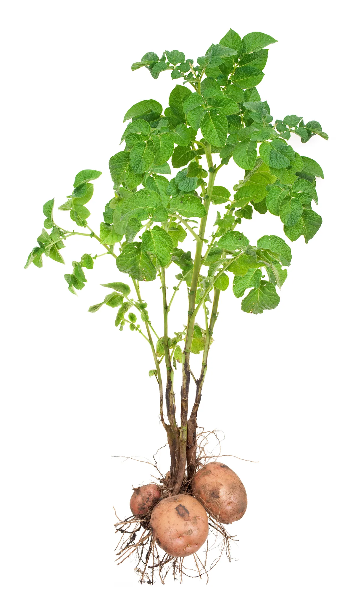 Potato