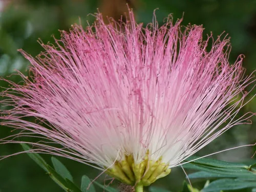 Powderpuff Mimosa