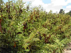 Prairie Acacia
