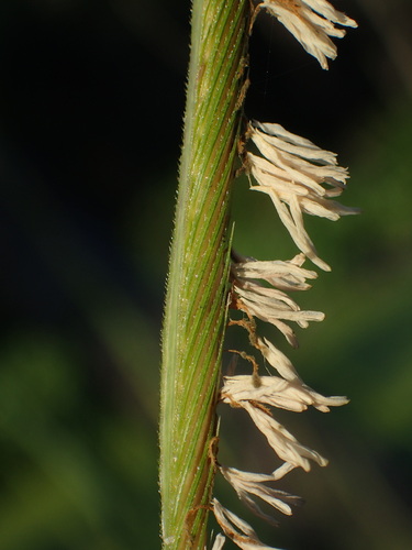 Prairie Cordgrass