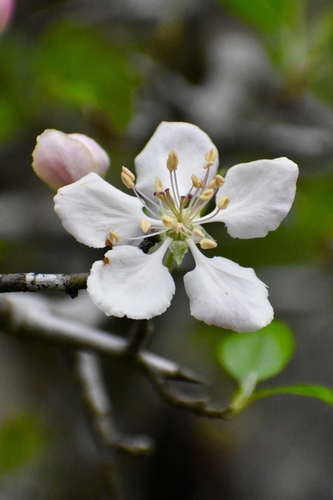 Prairie Crabapple