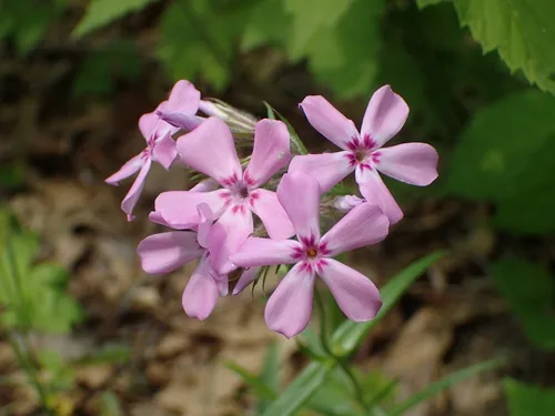 Prairie Phlox