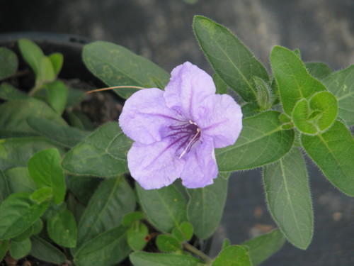 Prairie Wild Petunia