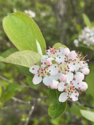 Purple Chokeberry
