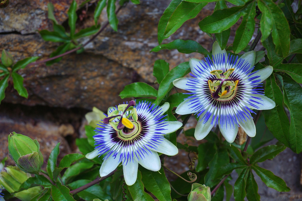 Purple Passionflower