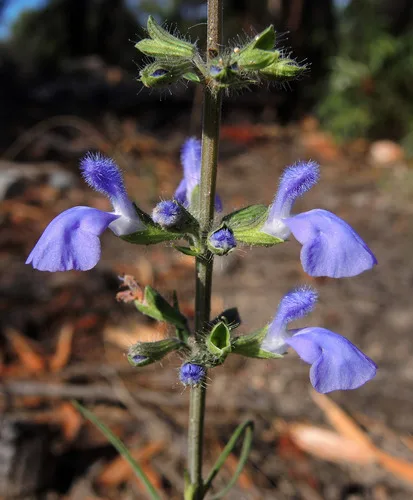 Purple Salvia