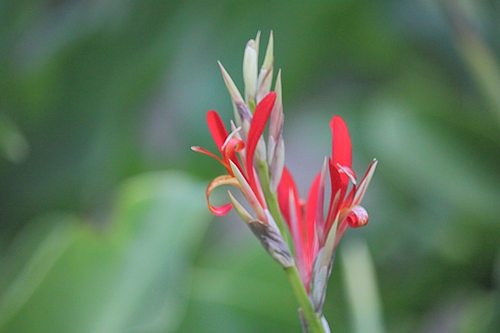 Queensland Arrowroot