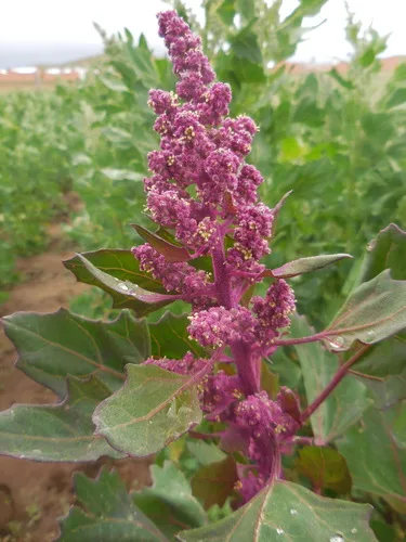 Quinoa