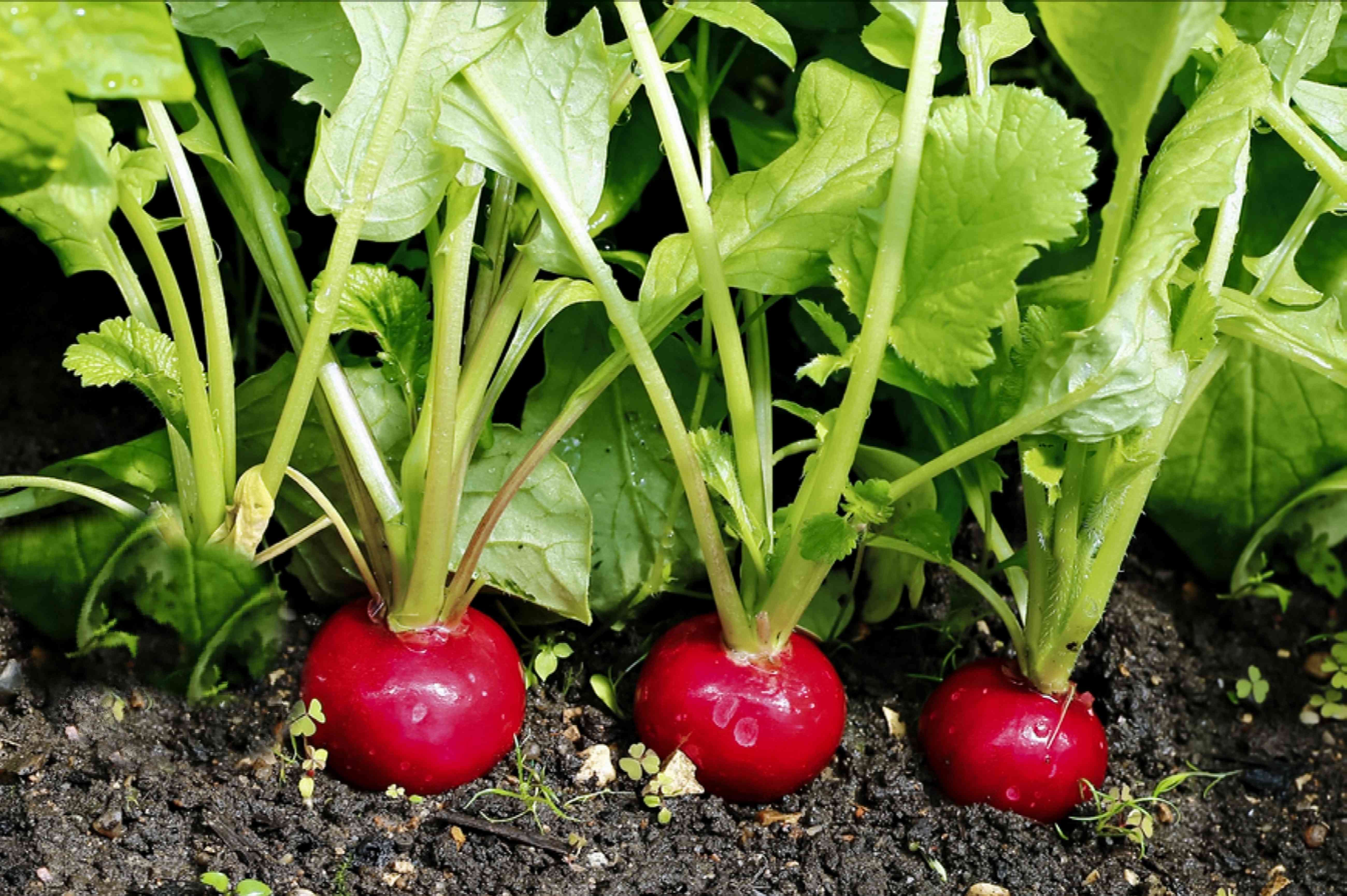 Radish