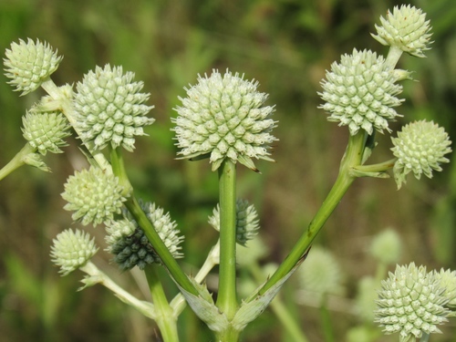 Rattlesnake Master