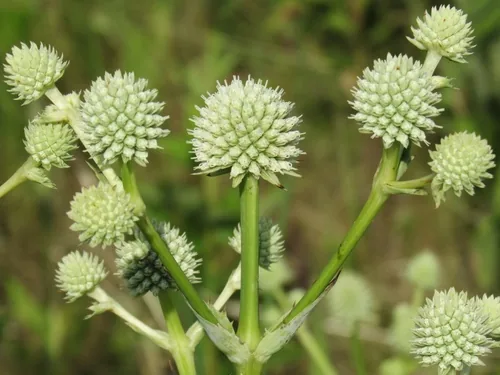 Rattlesnake Master