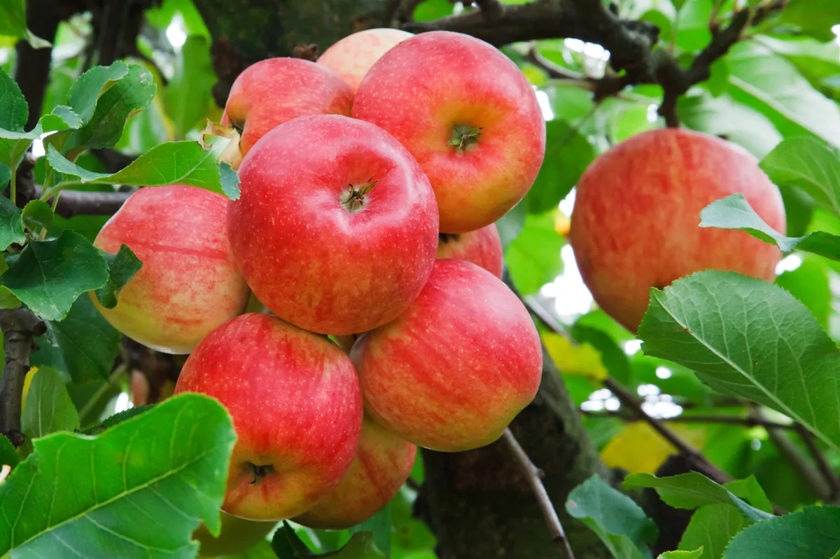 Red Apple Tree