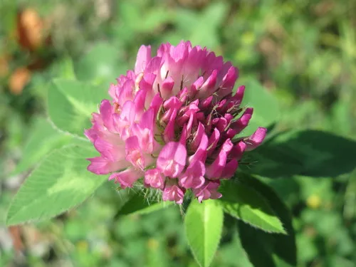 Red Clover