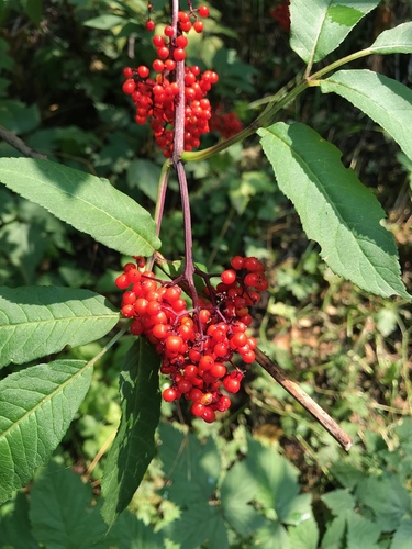 Red Elderberry
