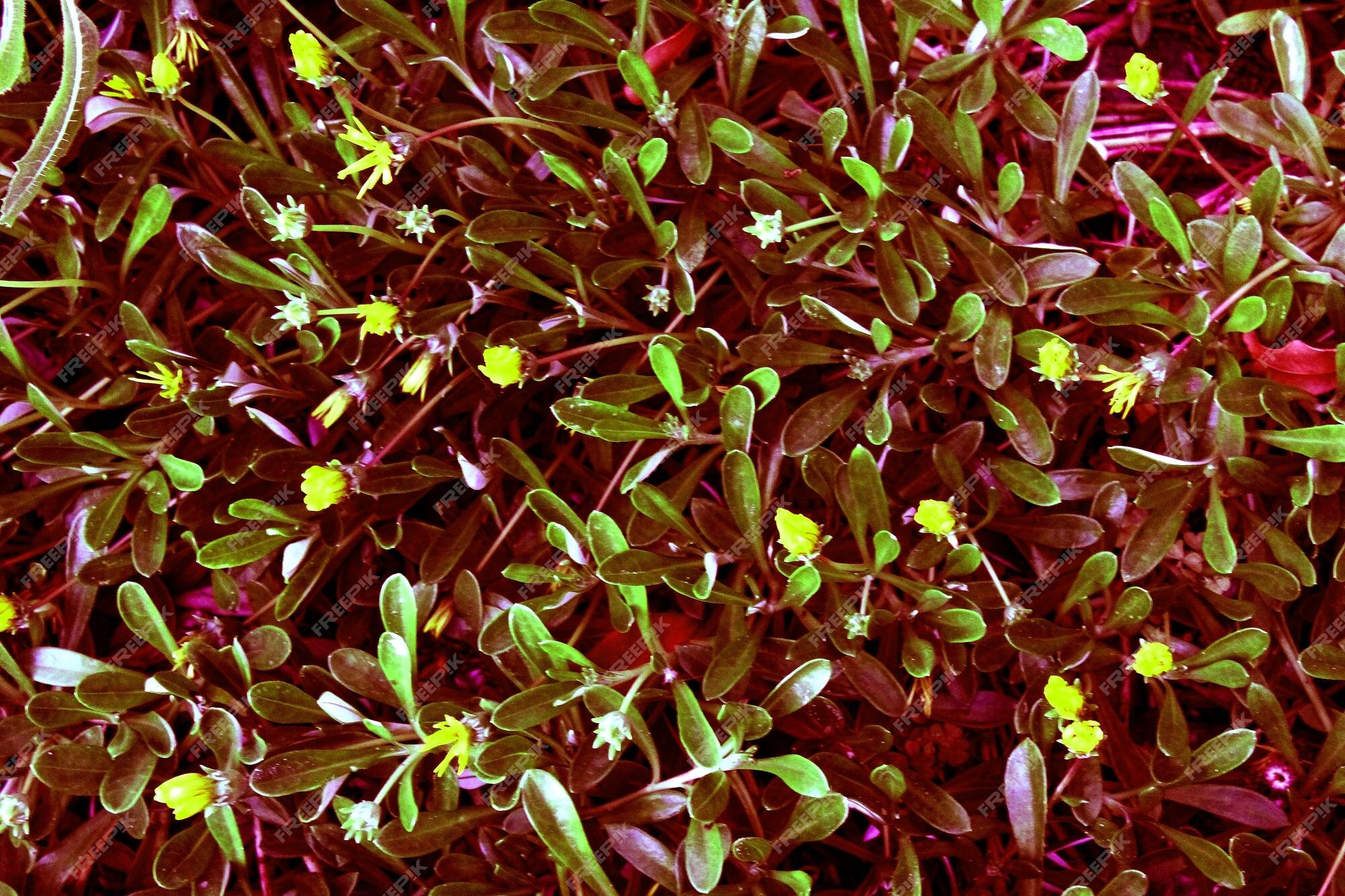 Red Veined Sorrel