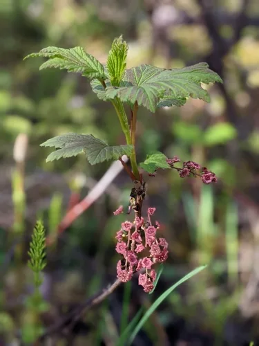 Redcurrant