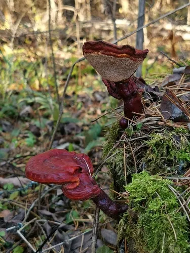Reishi
