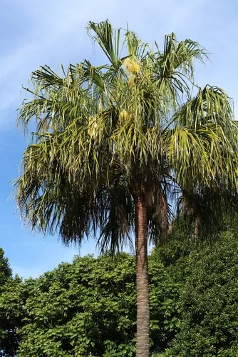 Ribbon Palm