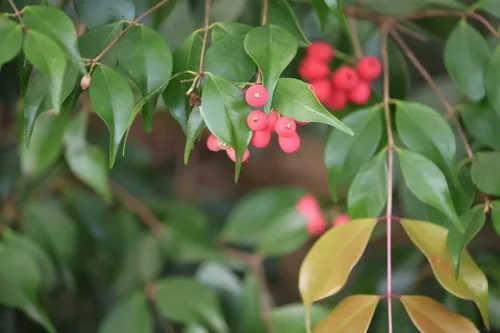 Riberry